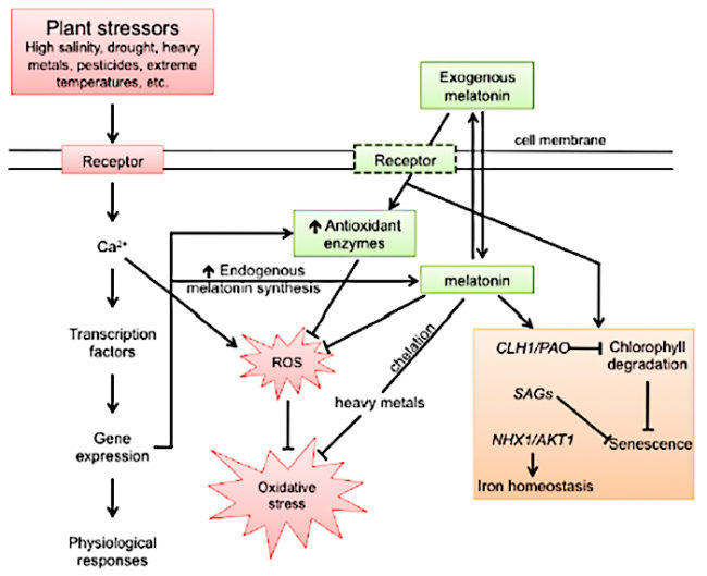 melatinina-against-stress-boitici