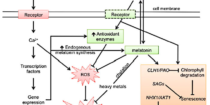 melatinina-against-stress-boitici