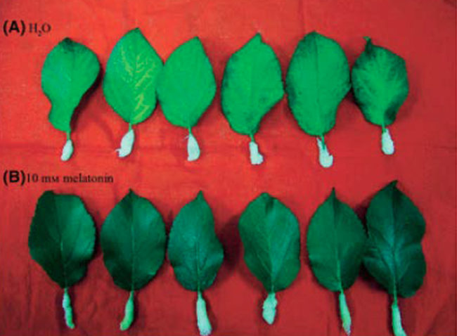 melatinina-retards aging-plants