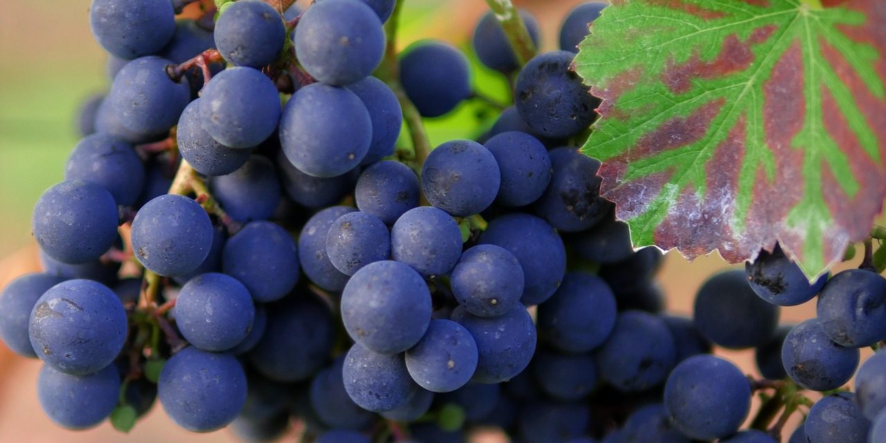 grapes-1717389_1280