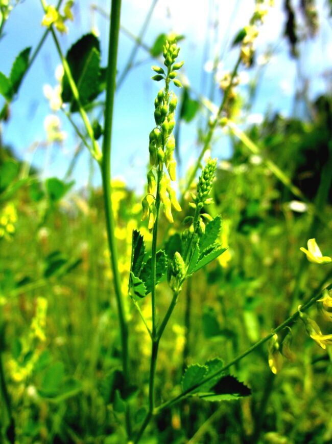 Melilotus-officinalis-848656_1920-boost