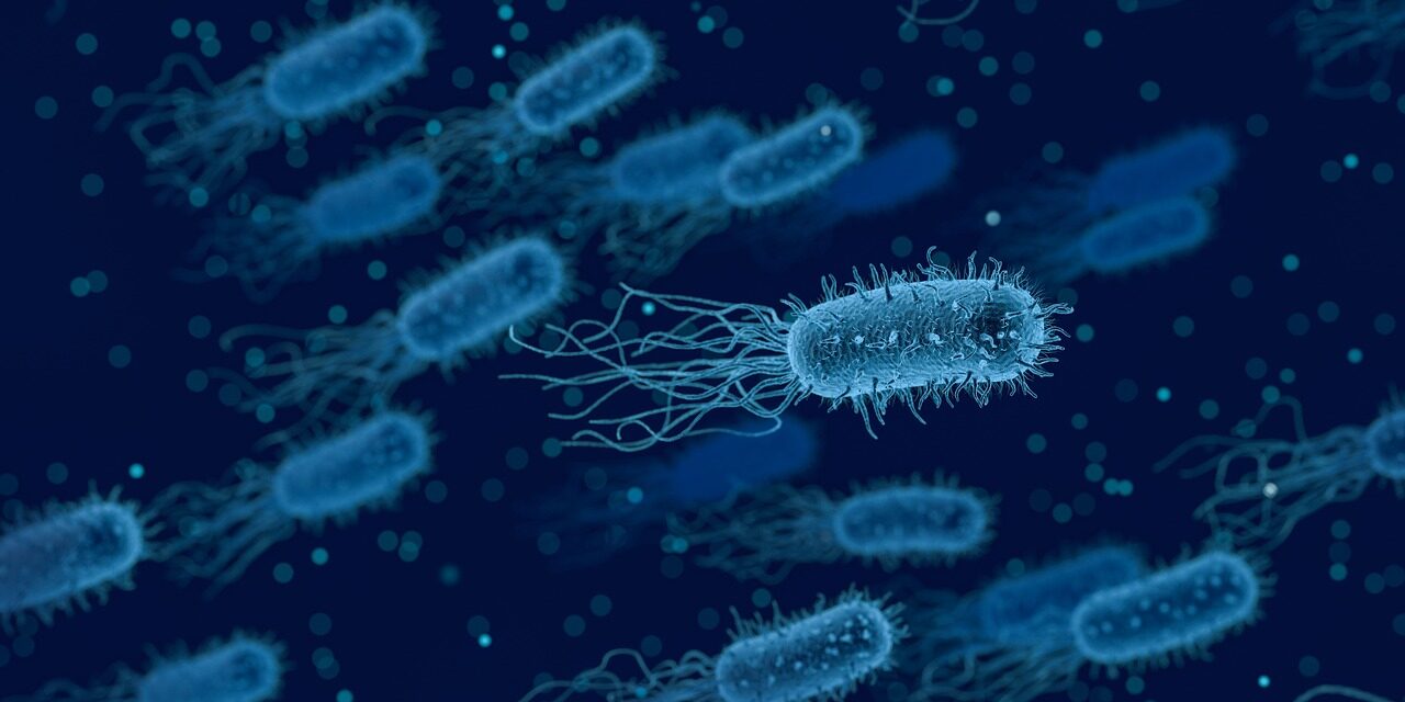 bacteria-3662695_1280